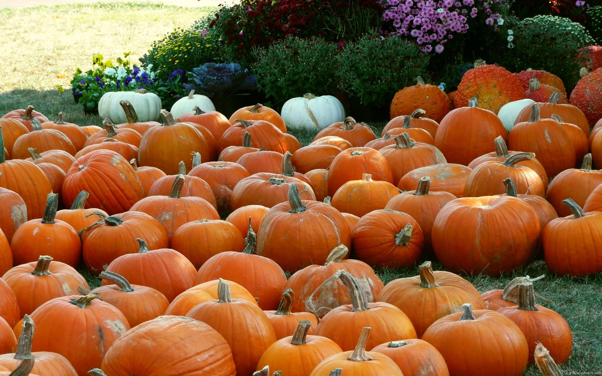 Pumpkin Hd Wallpapers