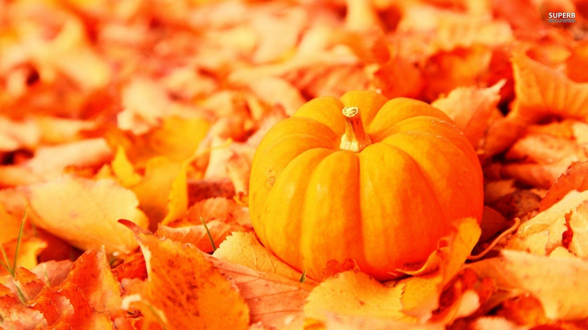 Pumpkin Hd Wallpapers