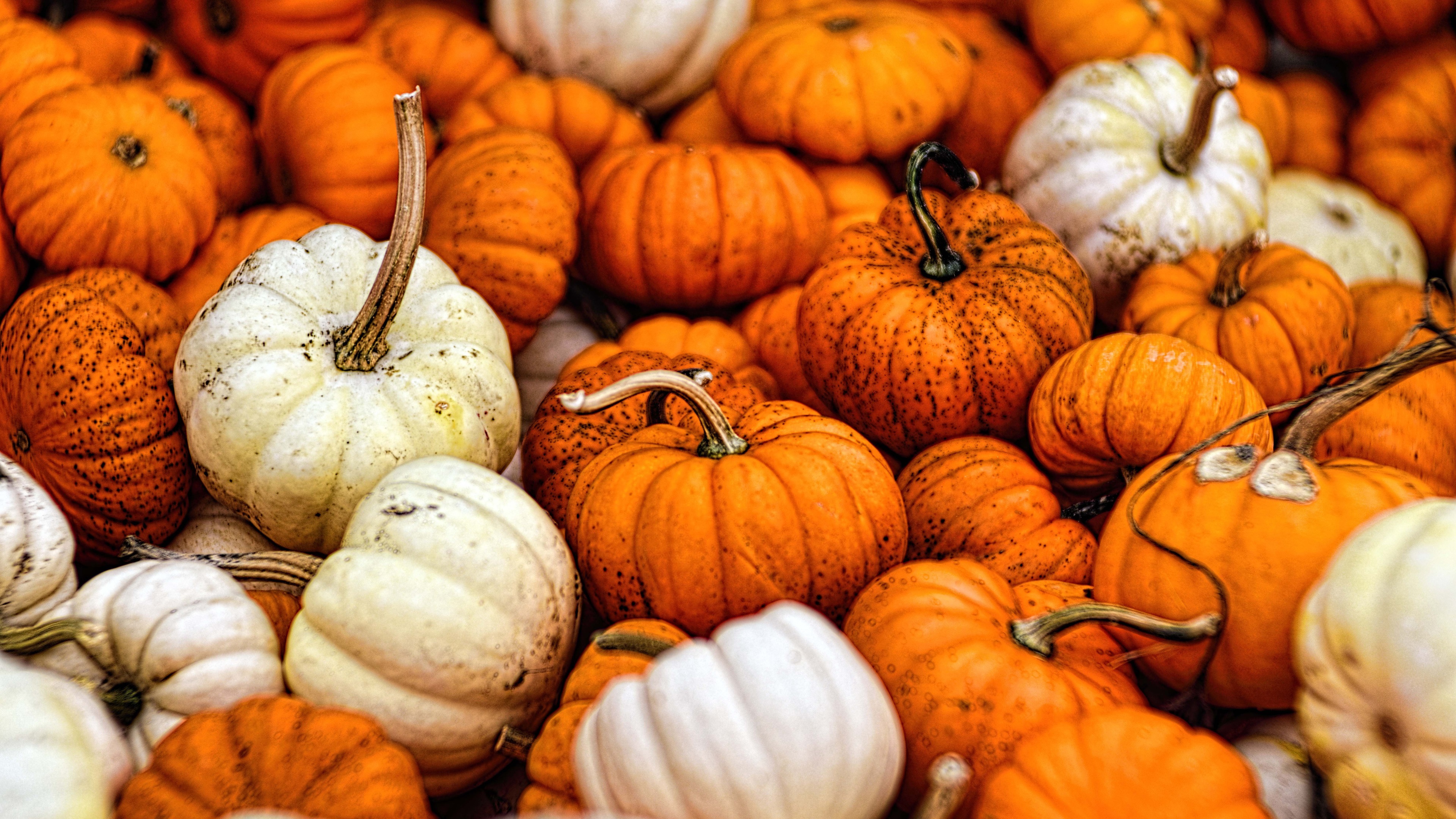 Pumpkin Hd Wallpapers