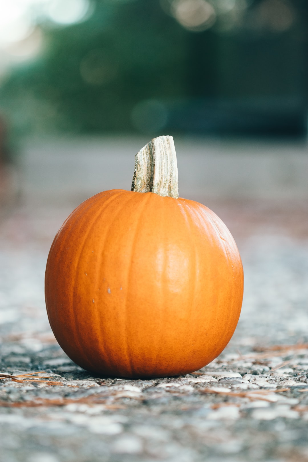 Pumpkin Hd Wallpapers