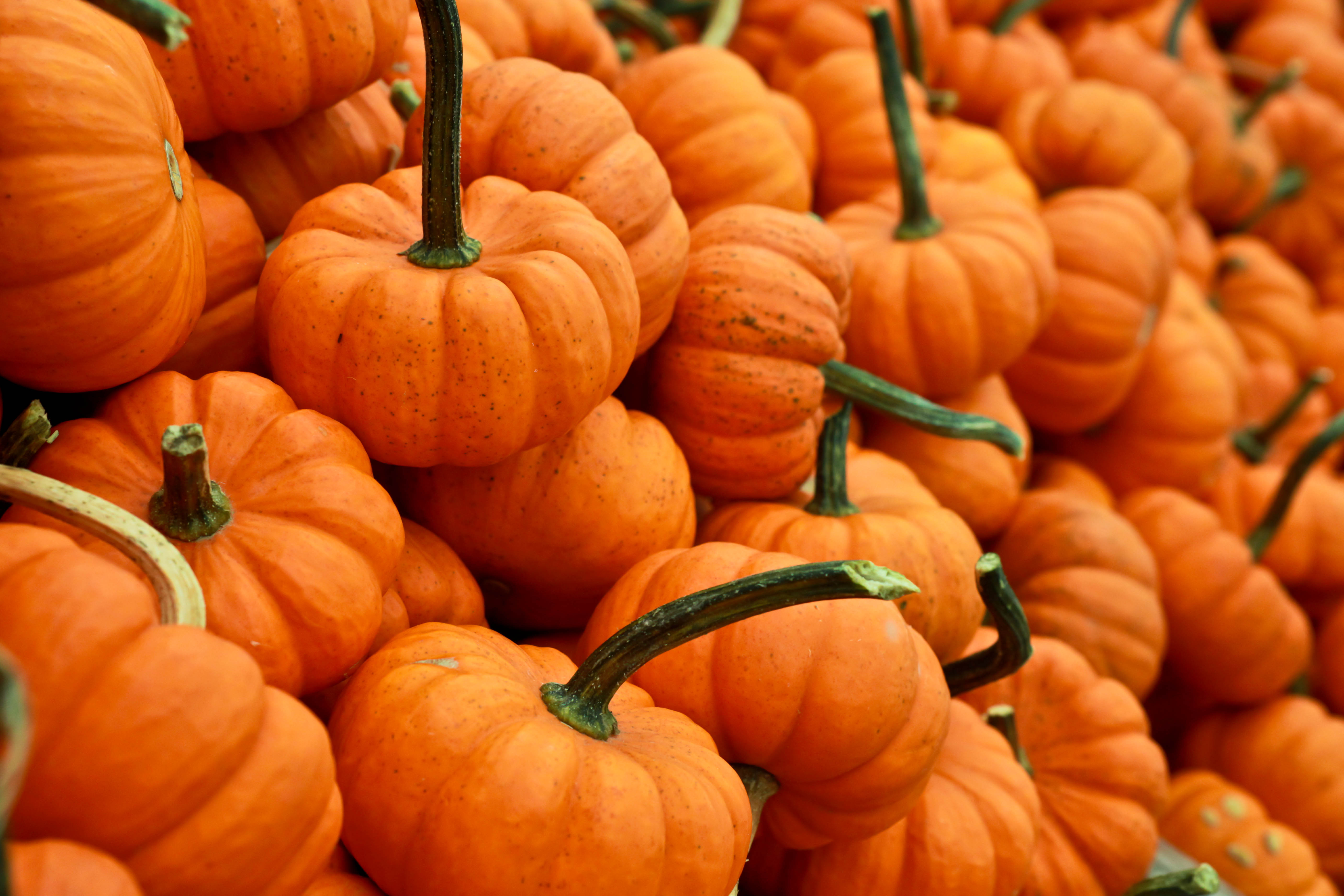 Pumpkin Hd Wallpapers