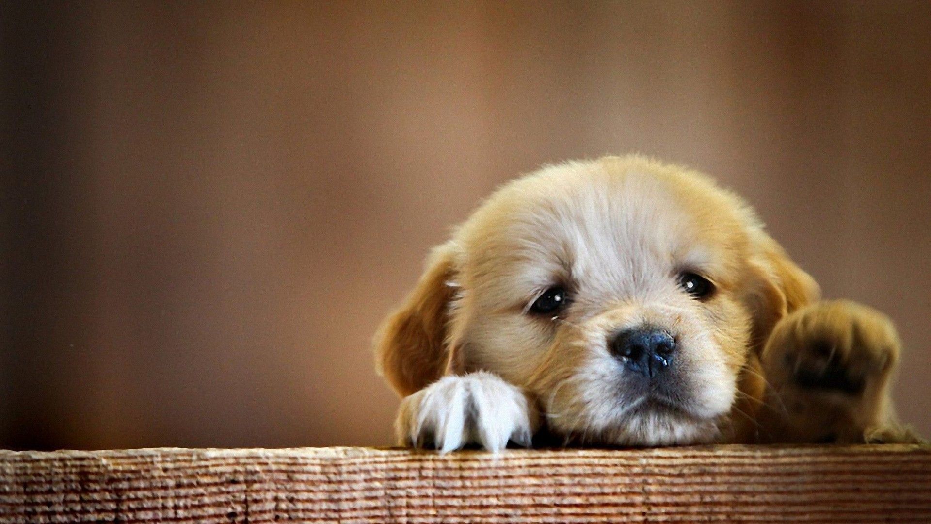 Puppies Hd Wallpapers