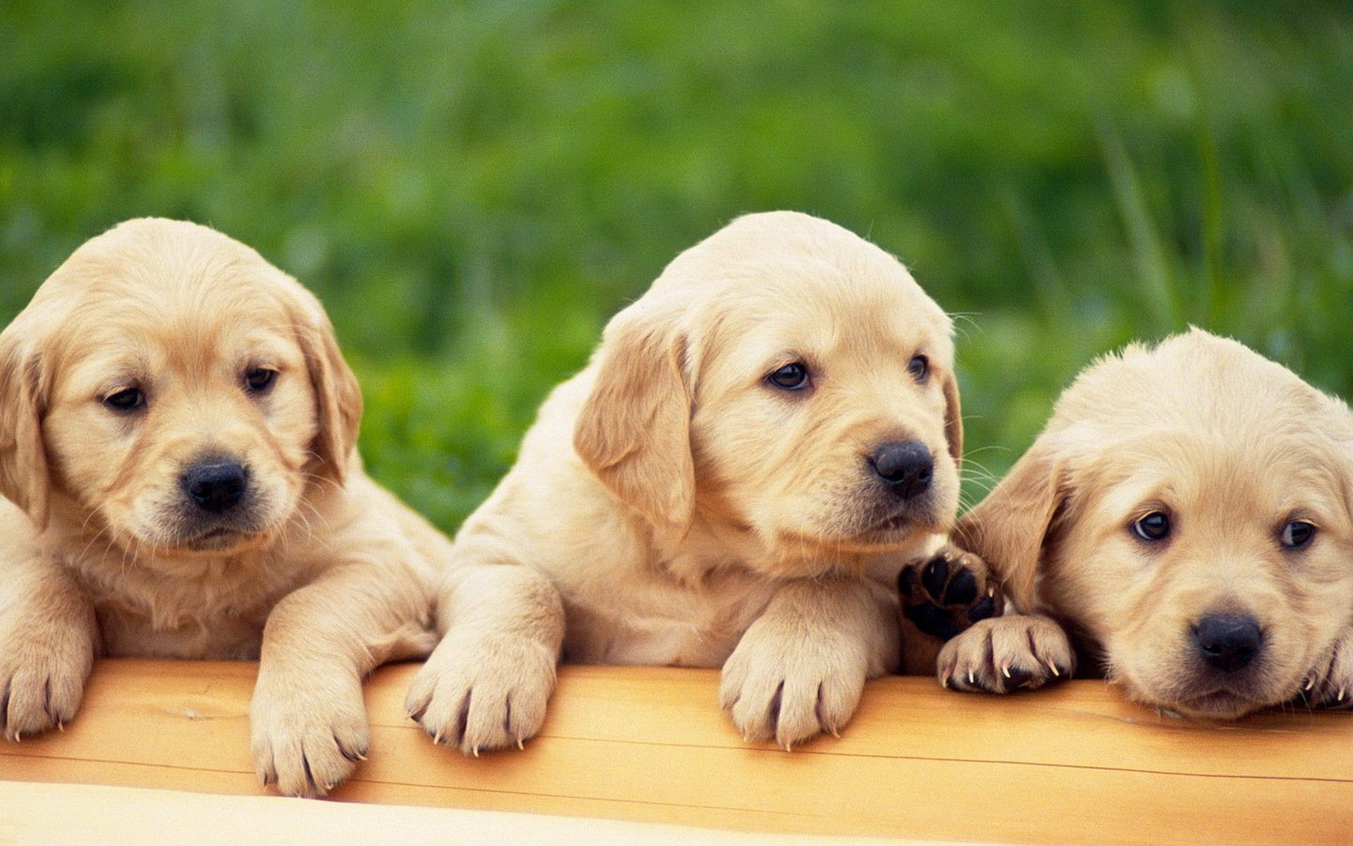 Puppies Hd Wallpapers