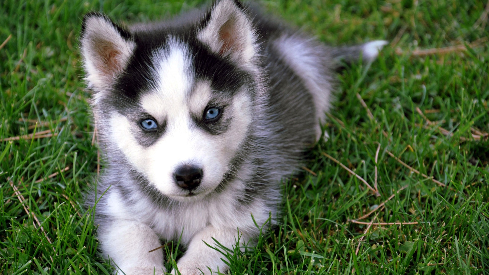 Puppies Hd Wallpapers