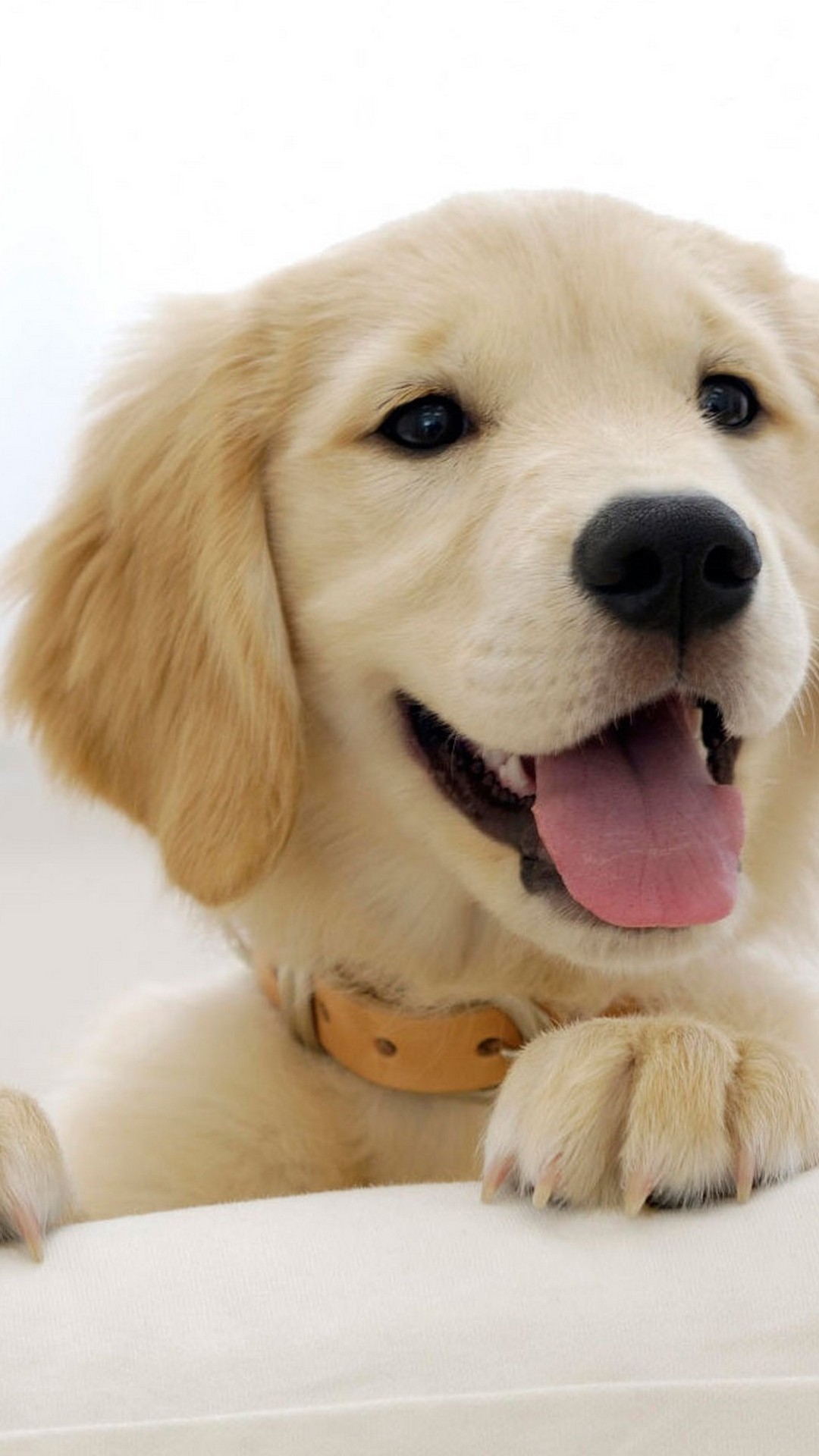 Puppies Hd Wallpapers