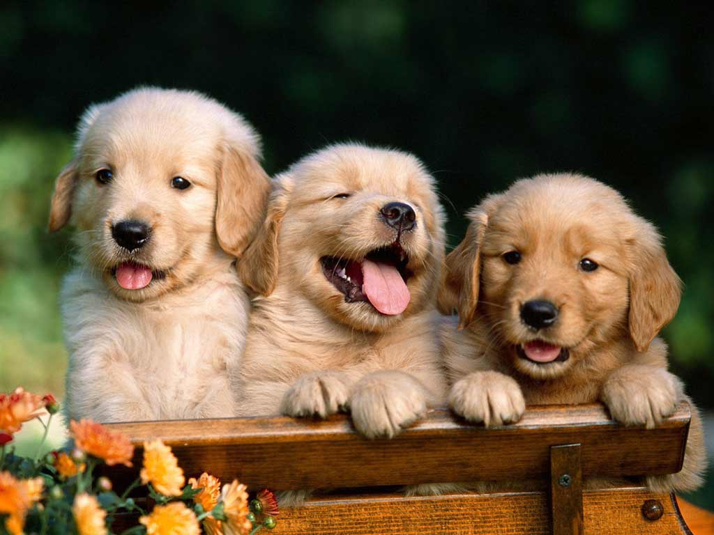 Puppies Hd Wallpapers