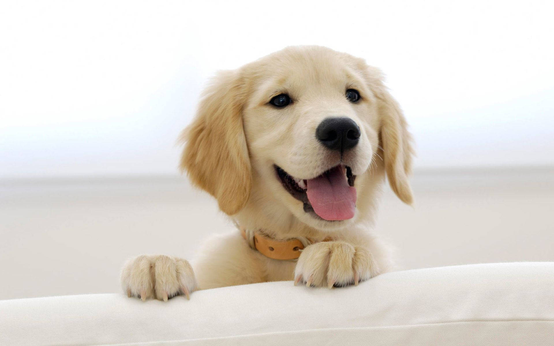 Puppies Hd Wallpapers