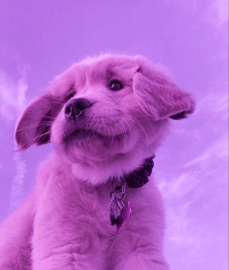 Purple Animal Wallpapers