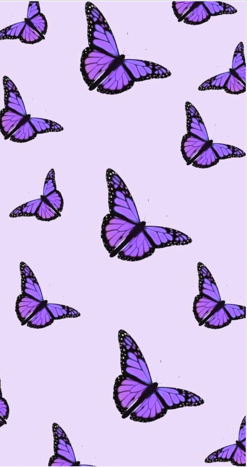 Purple Butterfly Wallpapers