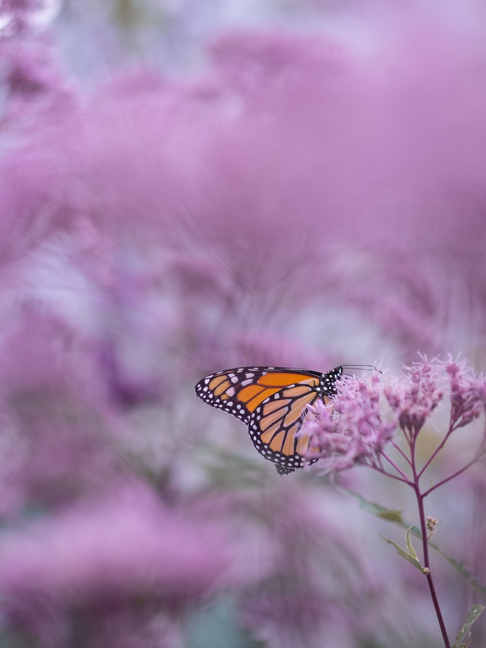 Purple Butterfly Wallpapers