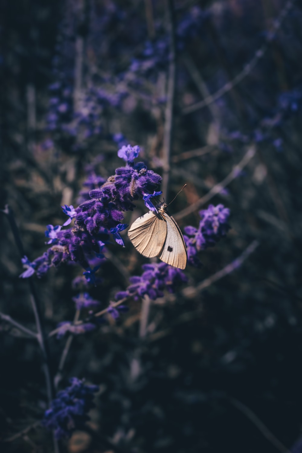 Purple Butterfly Wallpapers