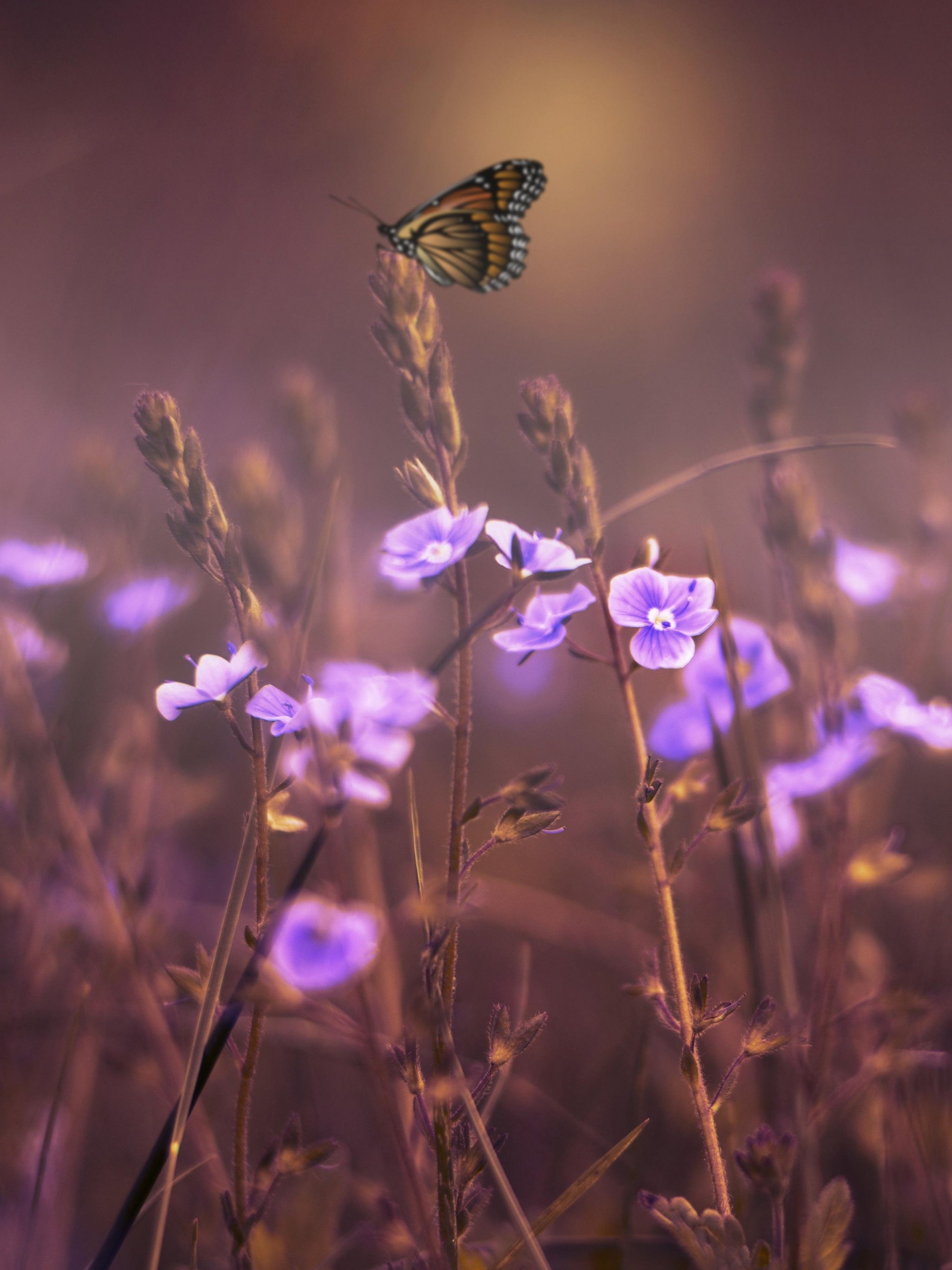 Purple Butterfly Wallpapers