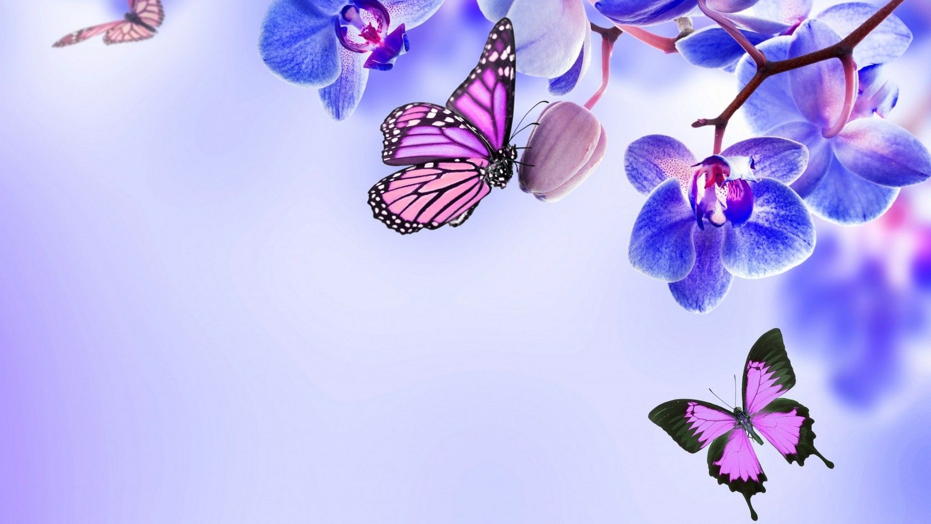 Purple Butterfly Wallpapers