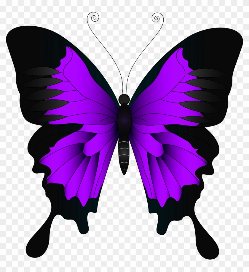 Purple Butterfly Wallpapers