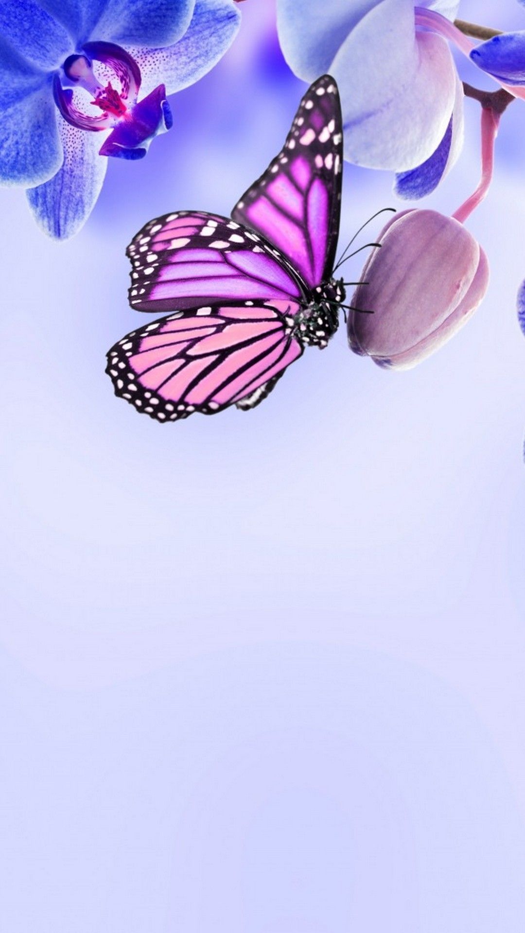 Purple Butterfly Wallpapers