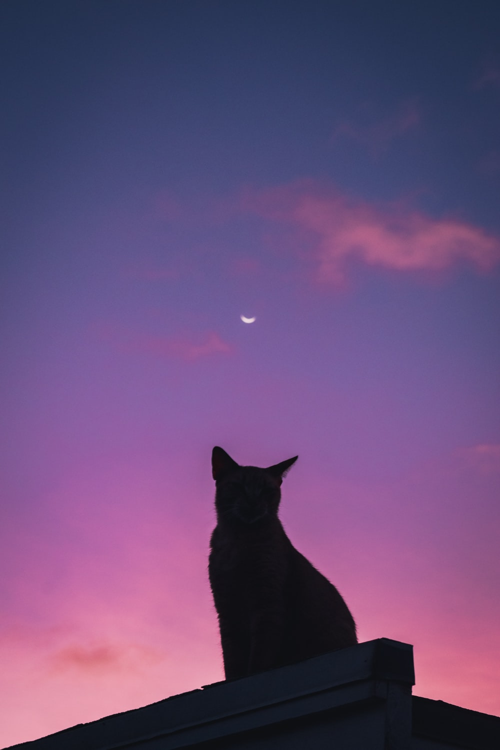 Purple Cat Aesthetic Wallpapers