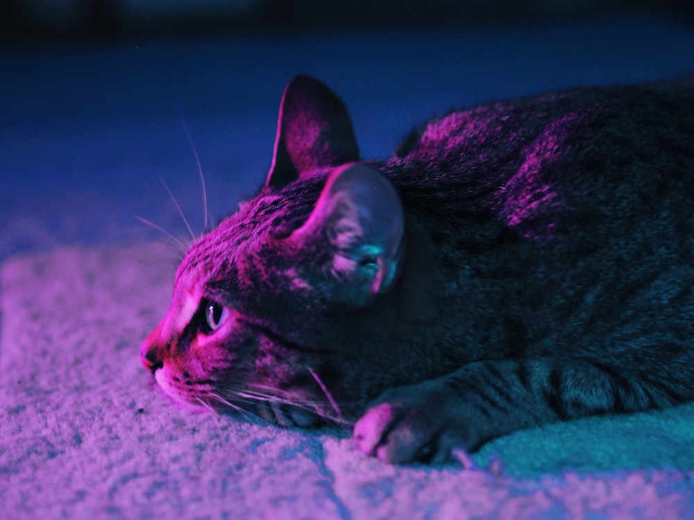 Purple Cat Aesthetic Wallpapers