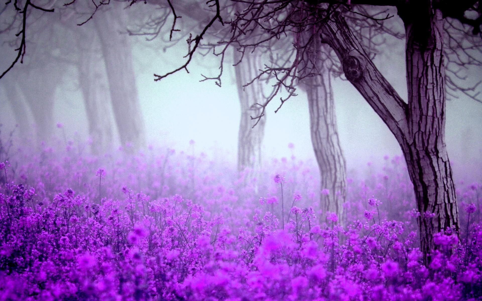 Purple Flower Desktop Wallpapers