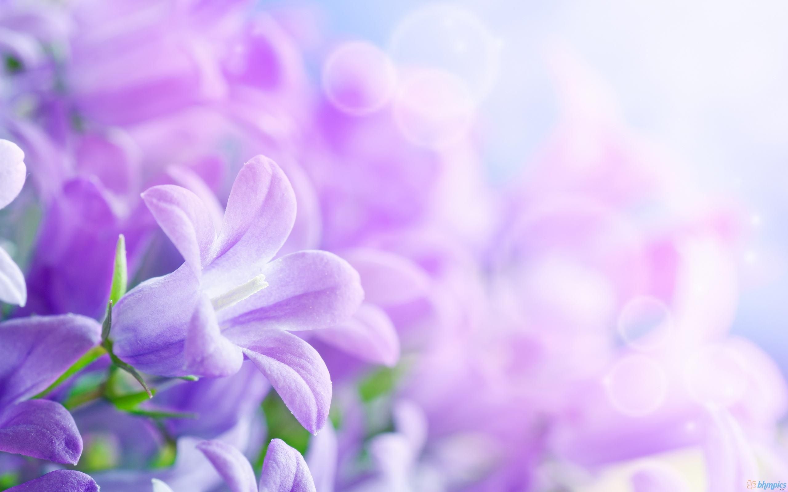 Purple Flower Desktop Wallpapers