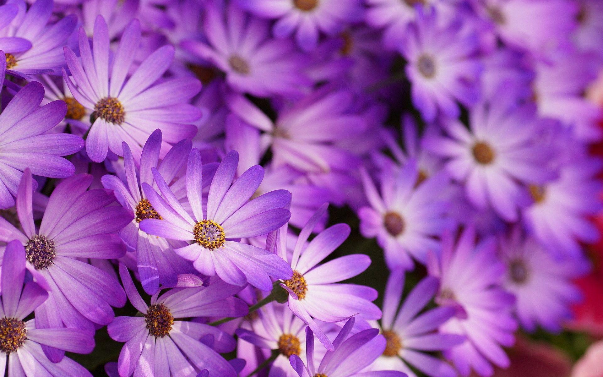 Purple Flower Desktop Wallpapers