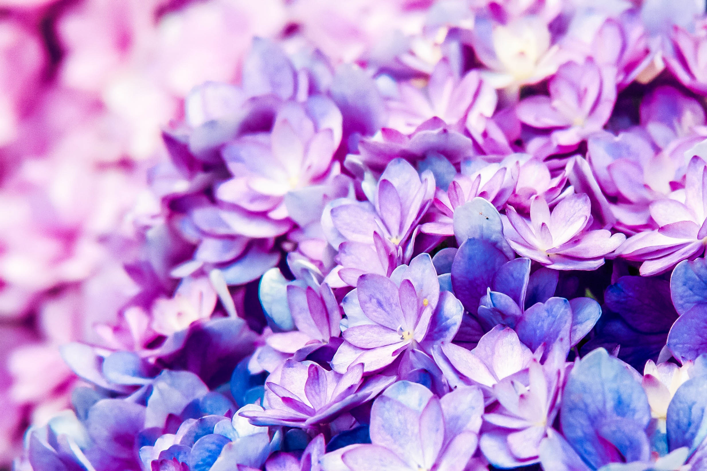 Purple Flower Desktop Wallpapers