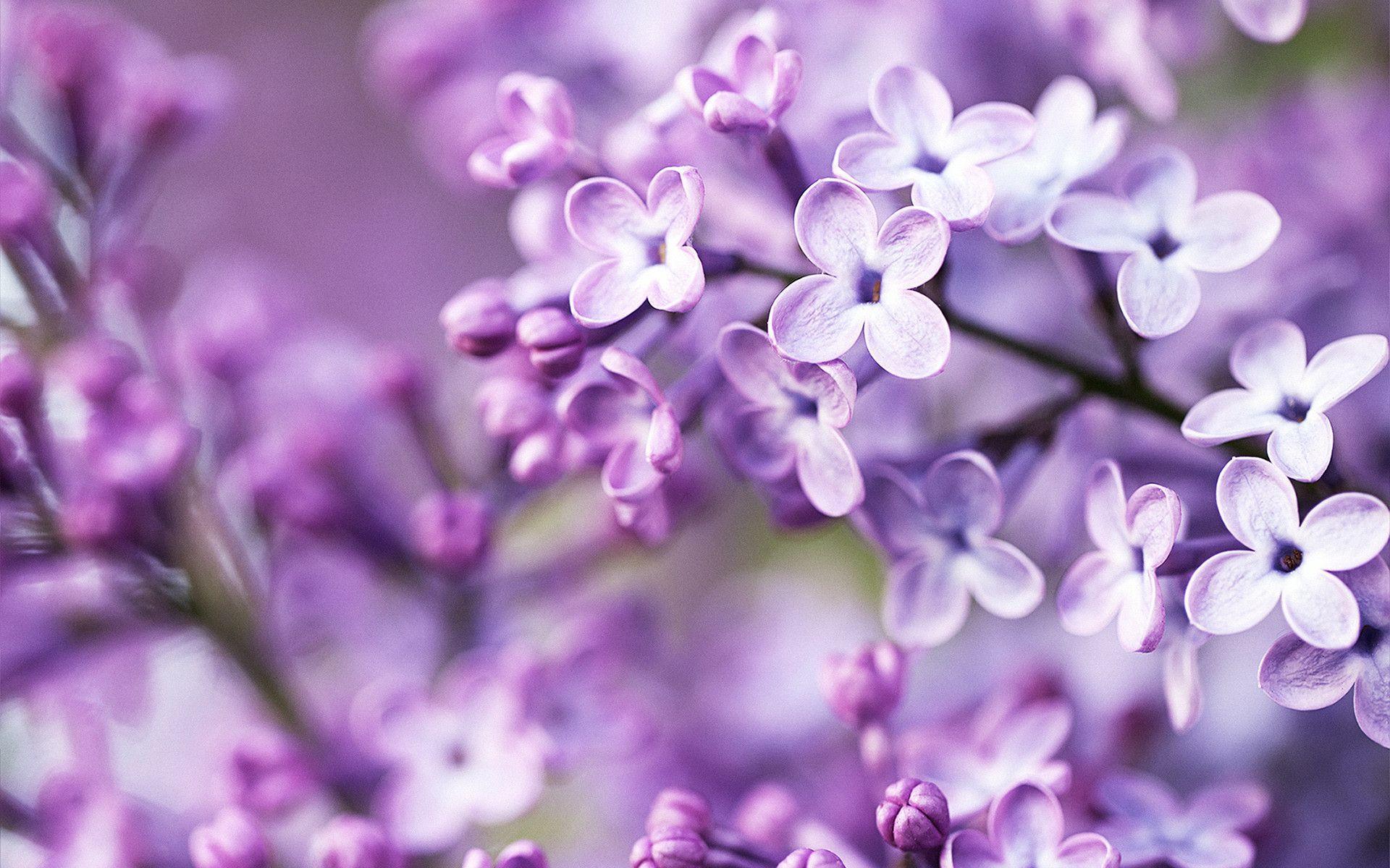 Purple Flower Desktop Wallpapers