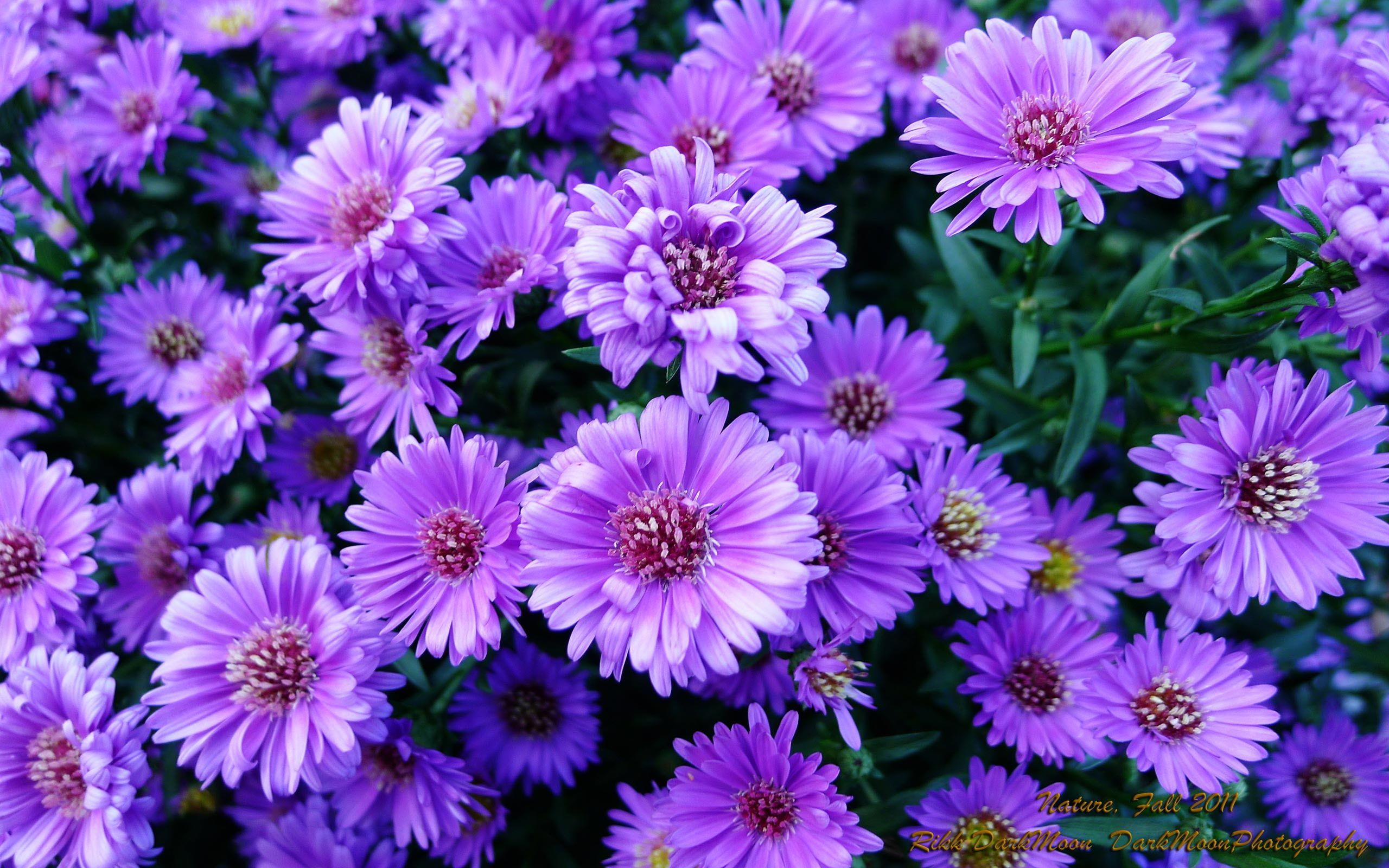 Purple Flower Desktop Wallpapers