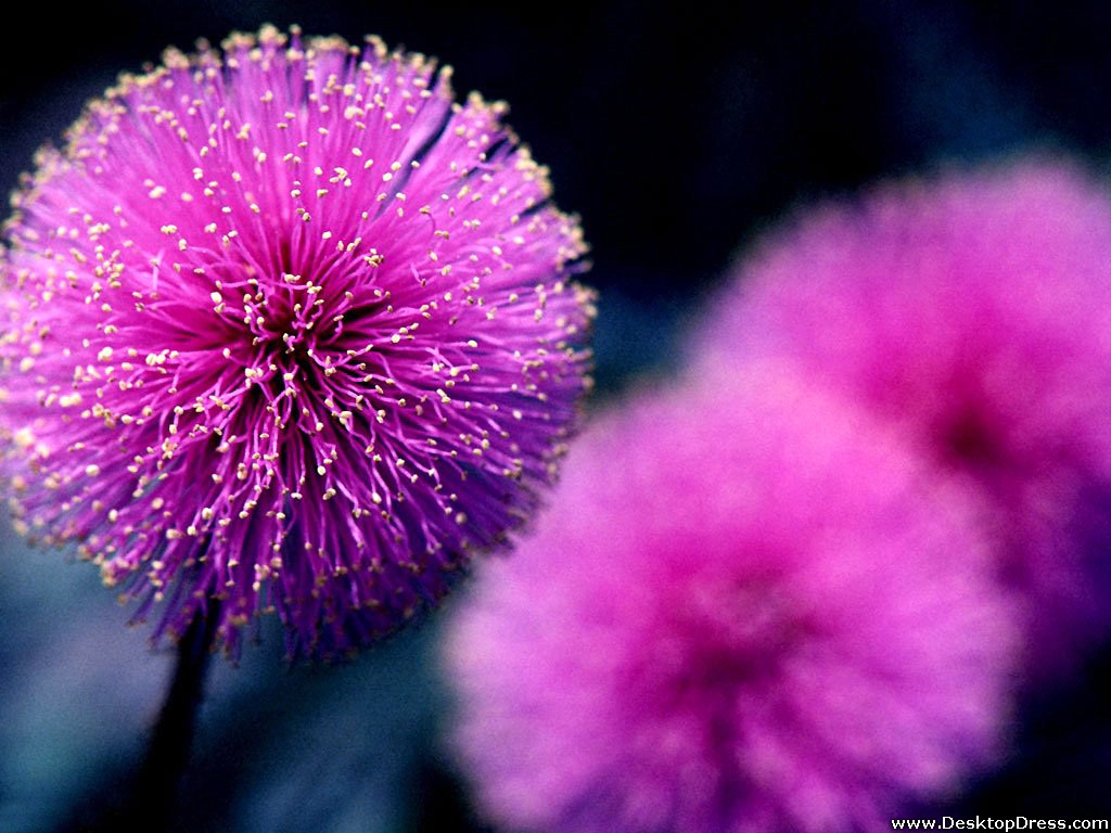 Purple Flower Desktop Wallpapers