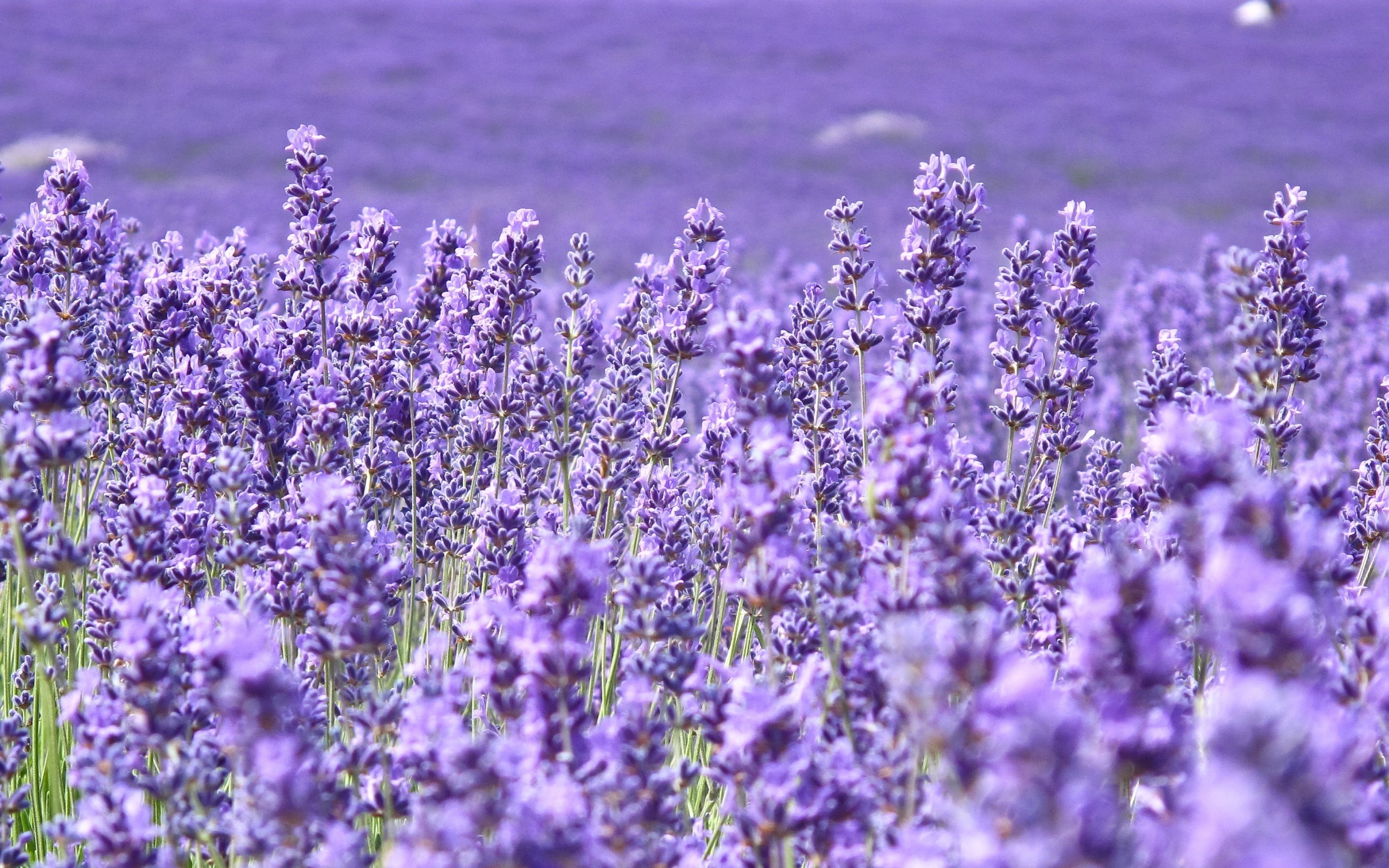 Purple Flower Desktop Wallpapers