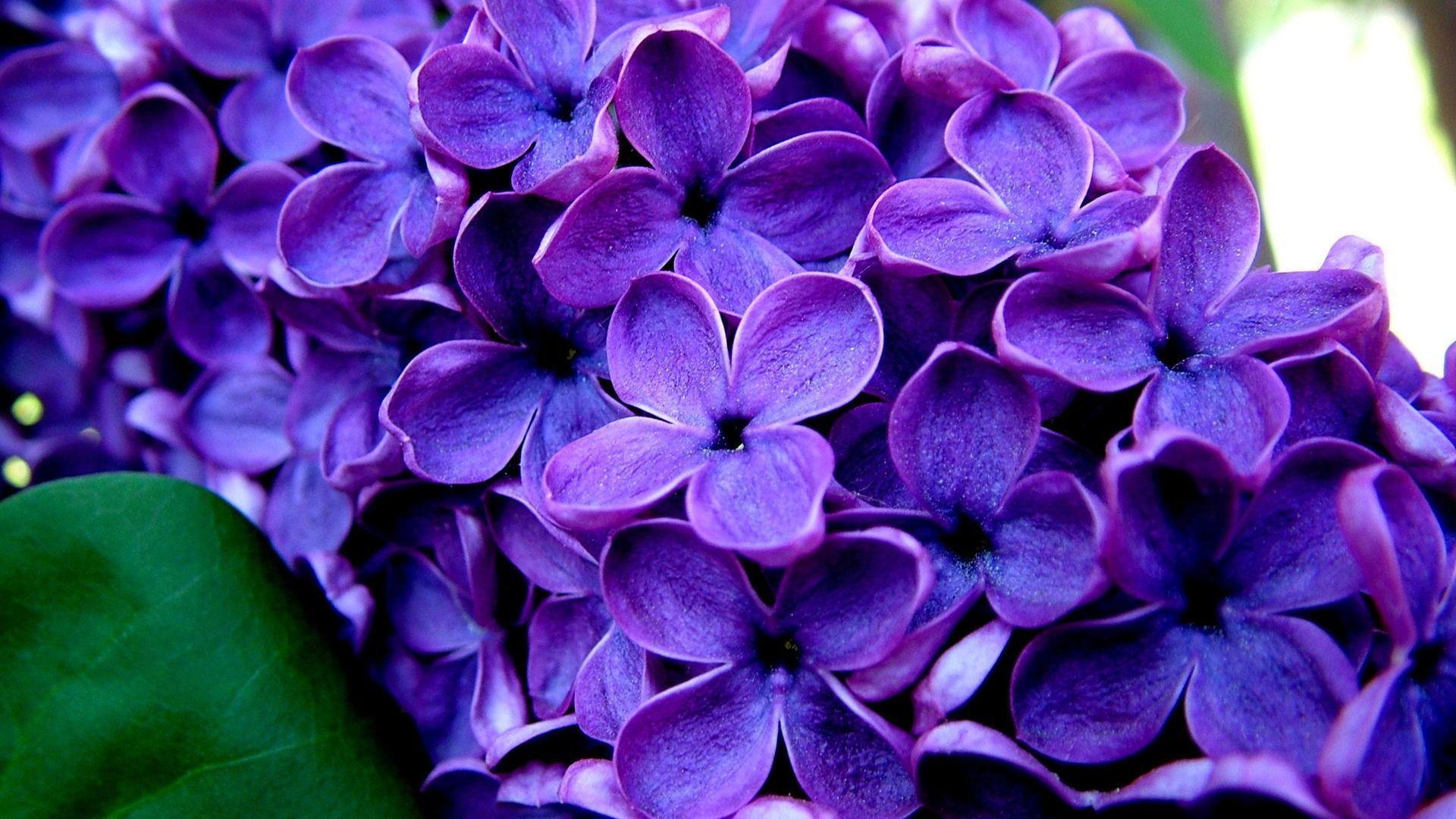 Purple Flower Desktop Wallpapers