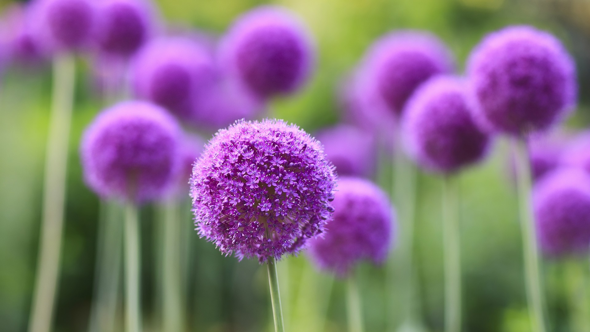 Purple Flower Desktop Wallpapers