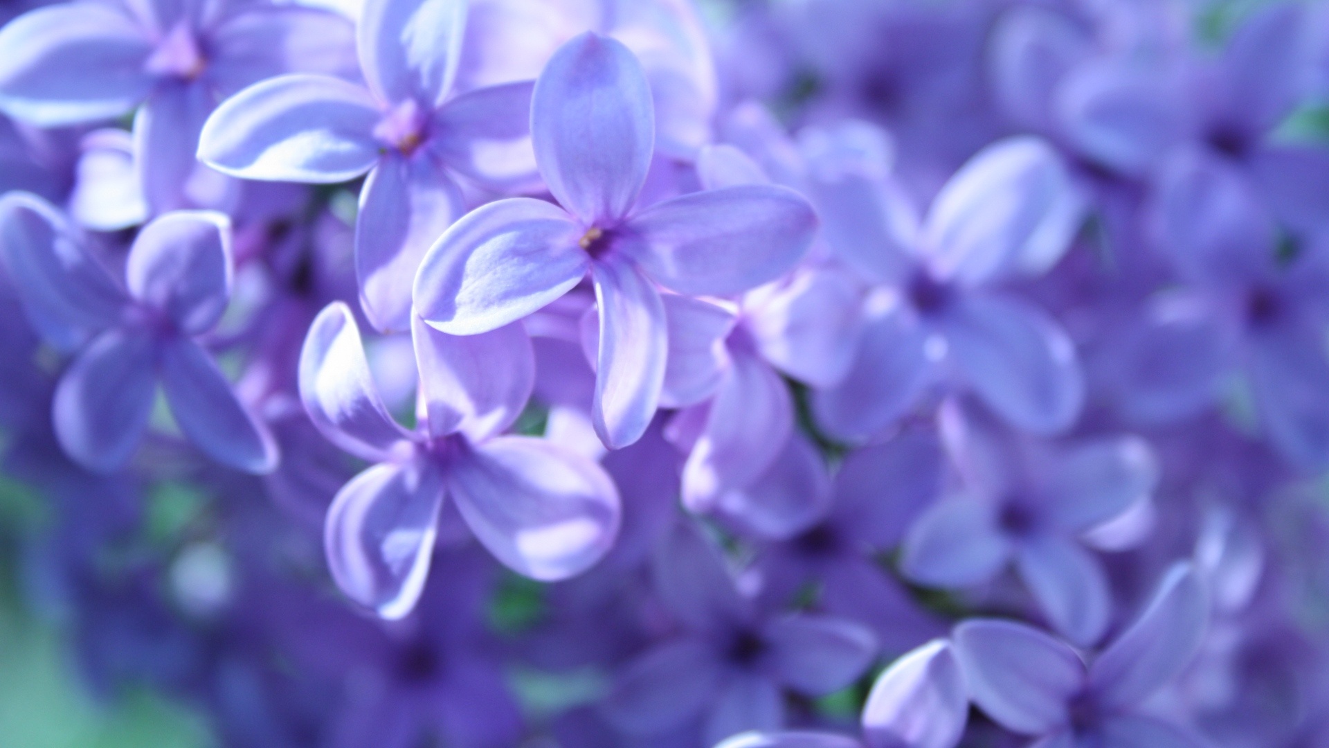 Purple Flower Desktop Wallpapers