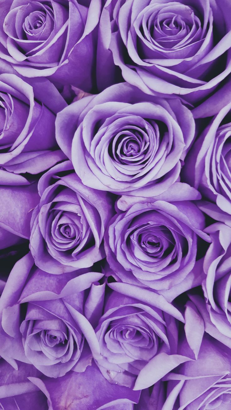 Purple Flowers Aesthetic Wallpapers