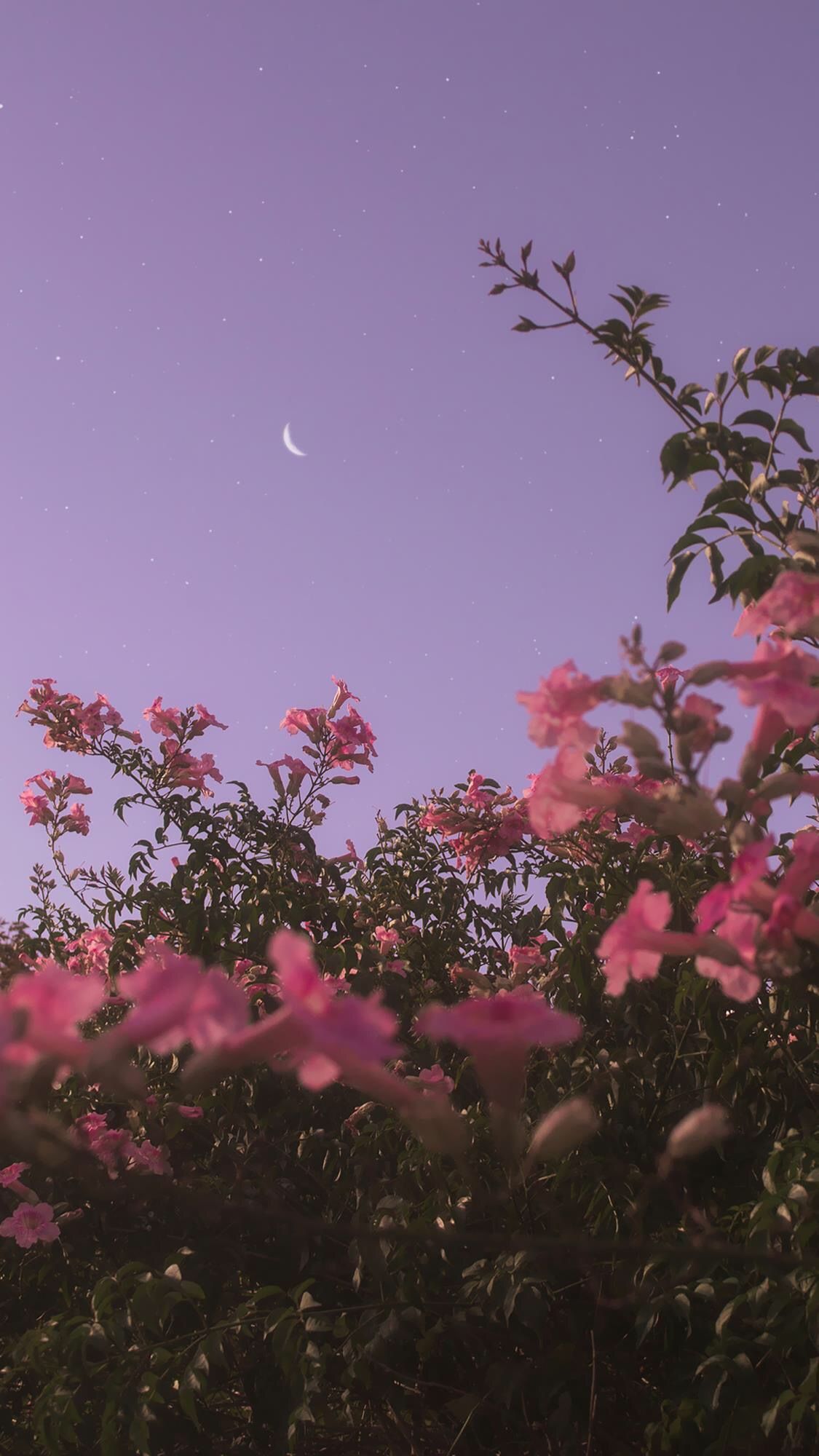 Purple Flowers Aesthetic Wallpapers