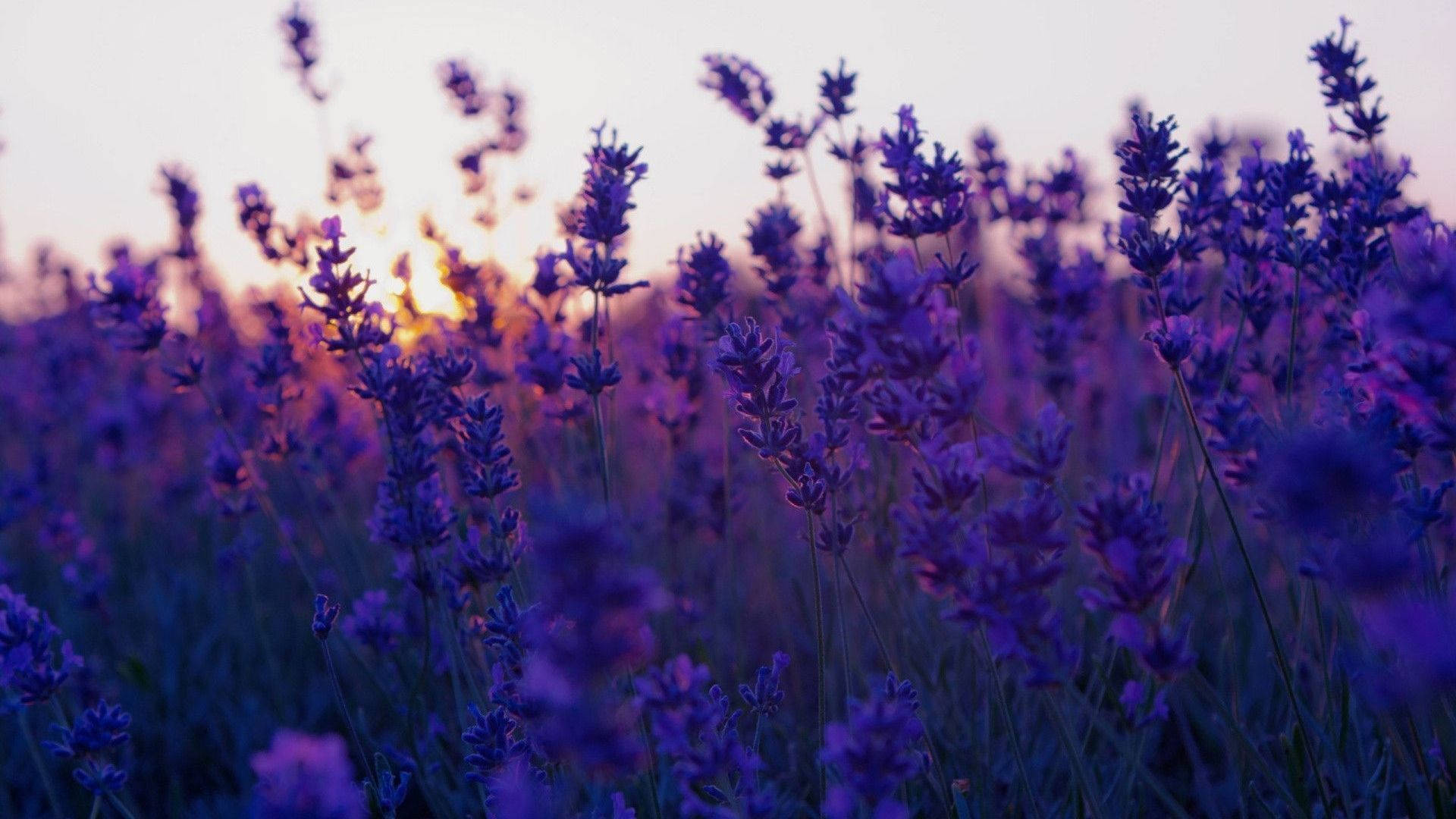 Purple Flowers Aesthetic Wallpapers