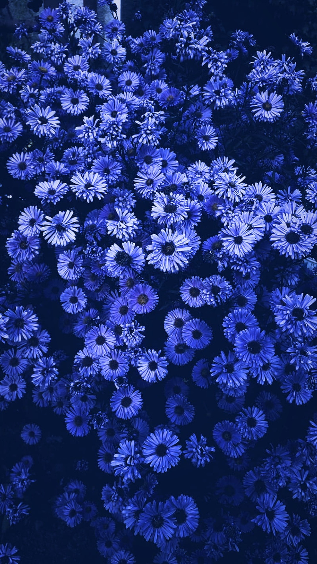 Purple Flowers Aesthetic Wallpapers