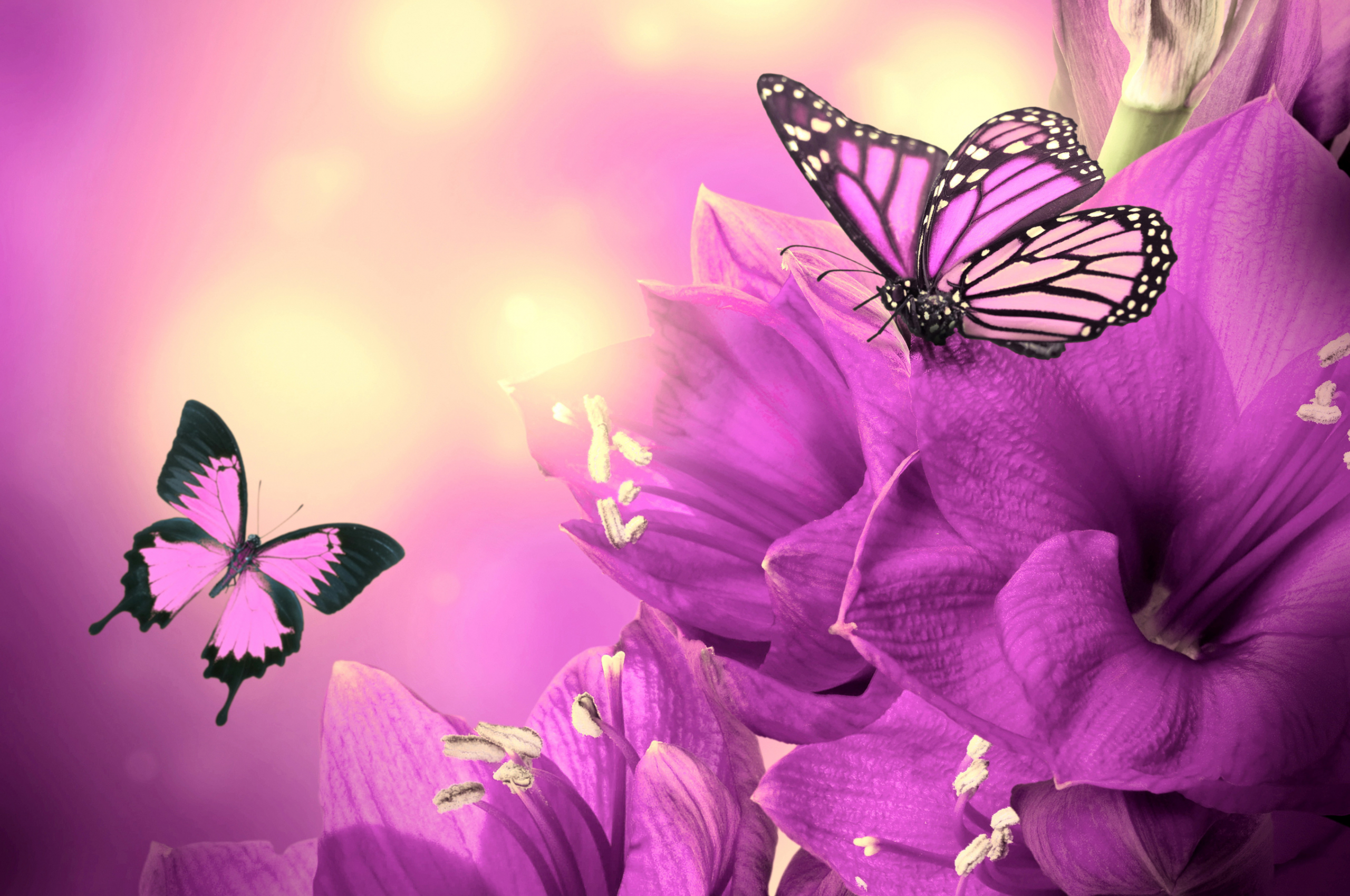 Purple Flowers Aesthetic Wallpapers