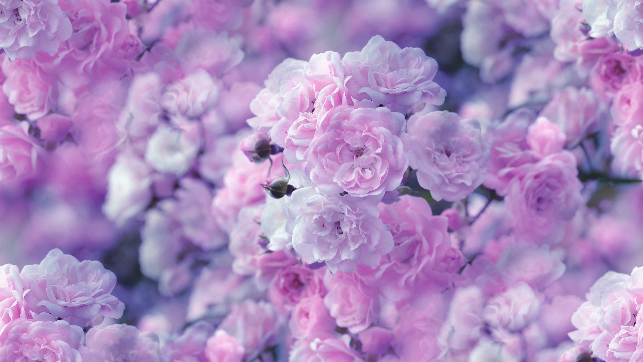 Purple Flowers Aesthetic Wallpapers