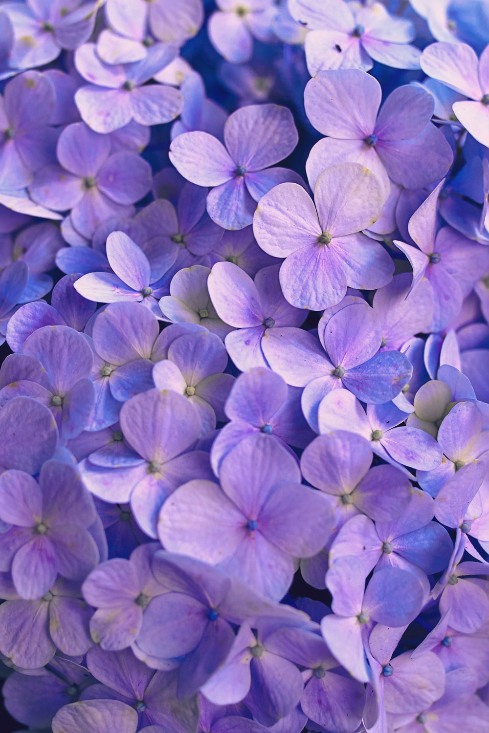 Purple Flowers Aesthetic Wallpapers