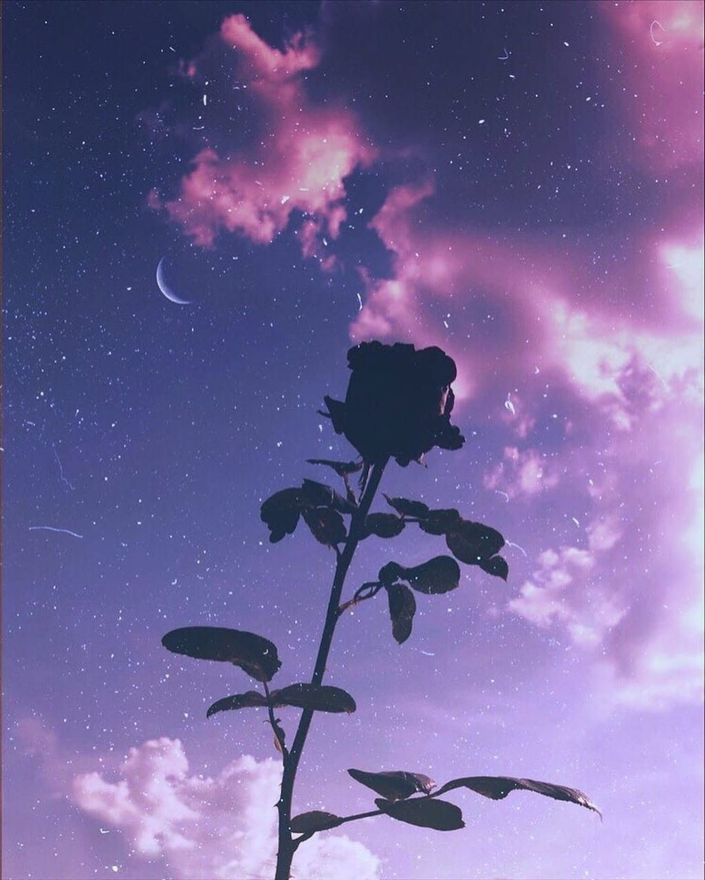 Purple Flowers Aesthetic Wallpapers