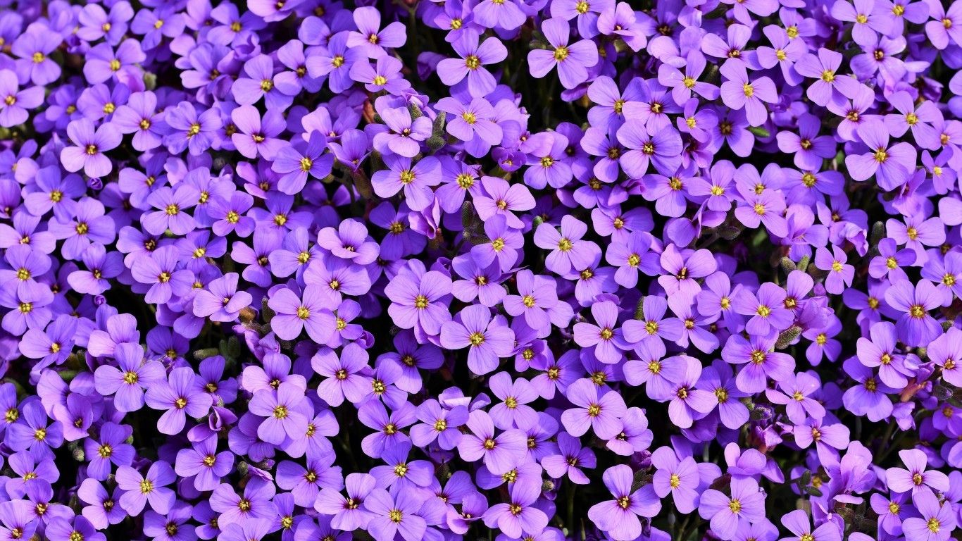 Purple Flowers Aesthetic Wallpapers