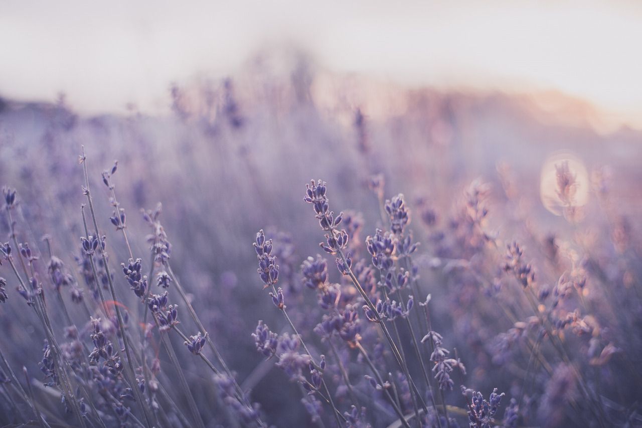 Purple Flowers Aesthetic Wallpapers