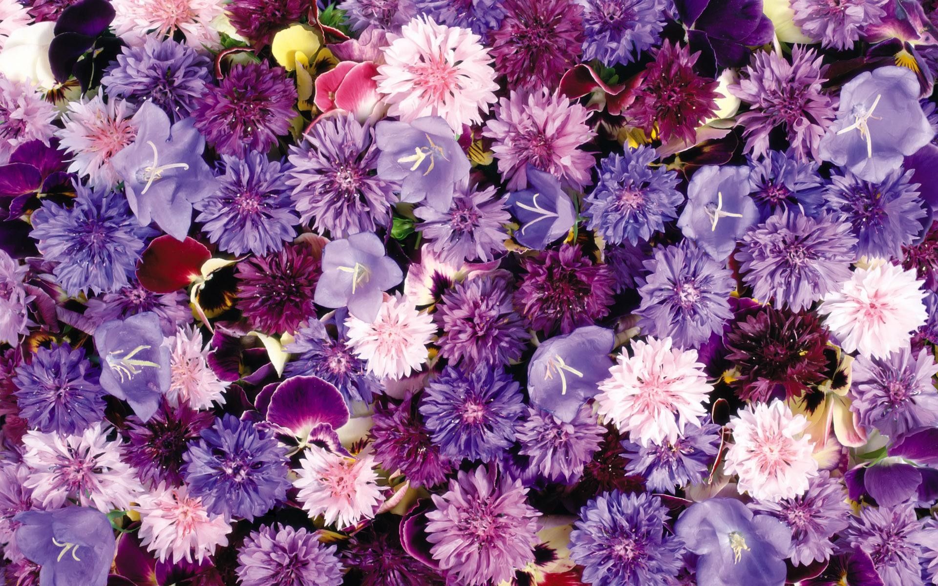 Purple Flowers Aesthetic Wallpapers