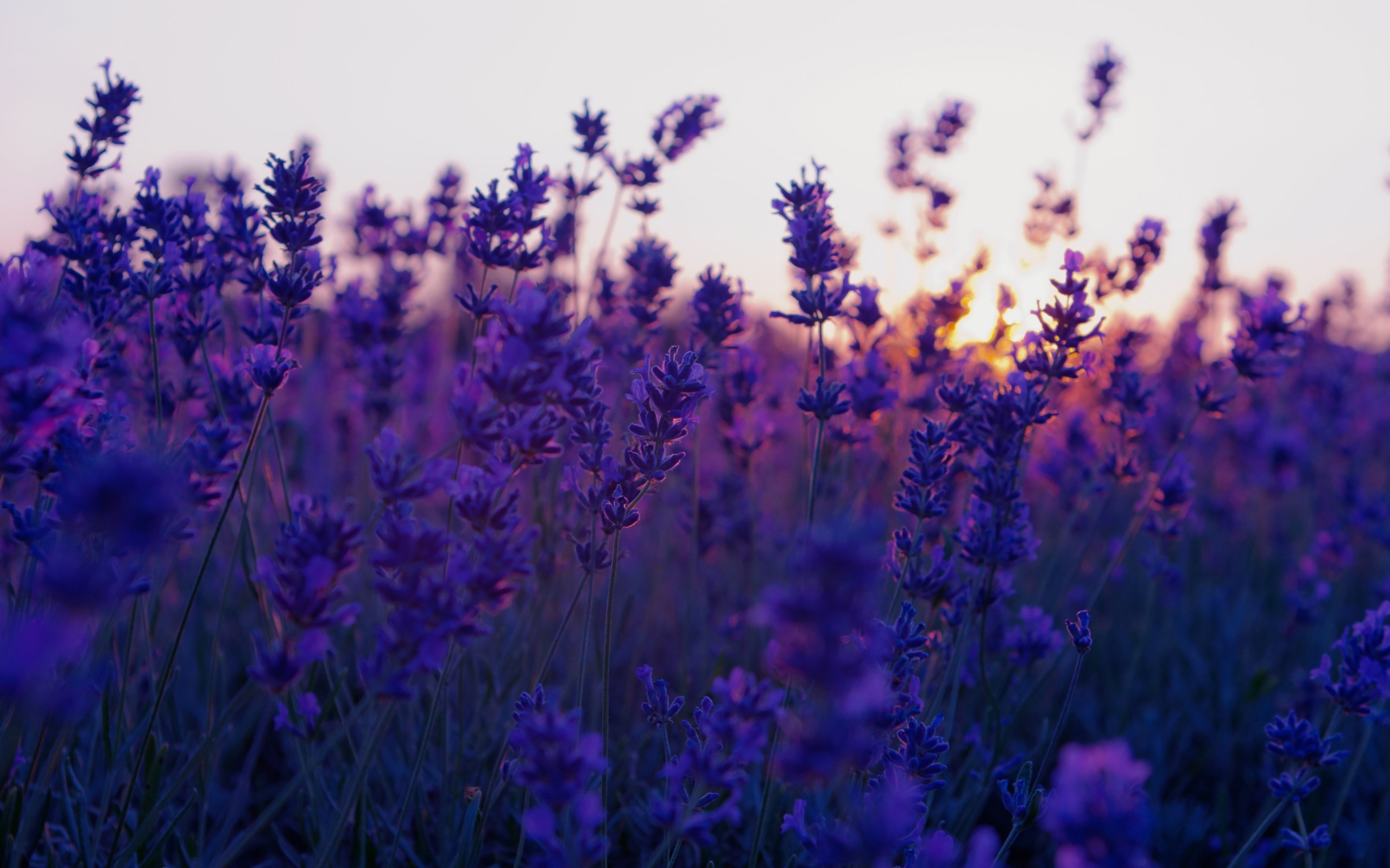 Purple Flowers Aesthetic Wallpapers