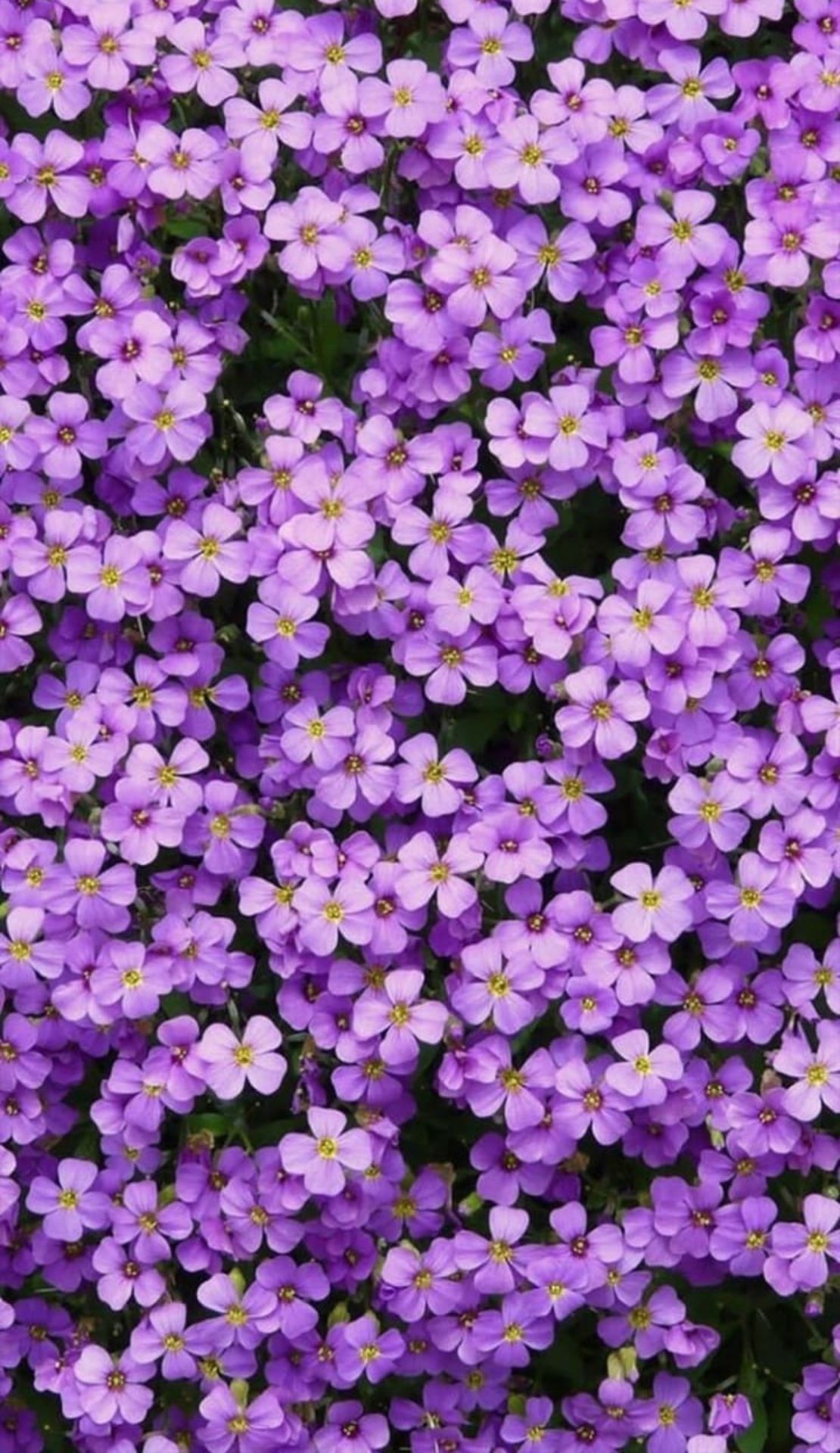 Purple Flowers Aesthetic Wallpapers