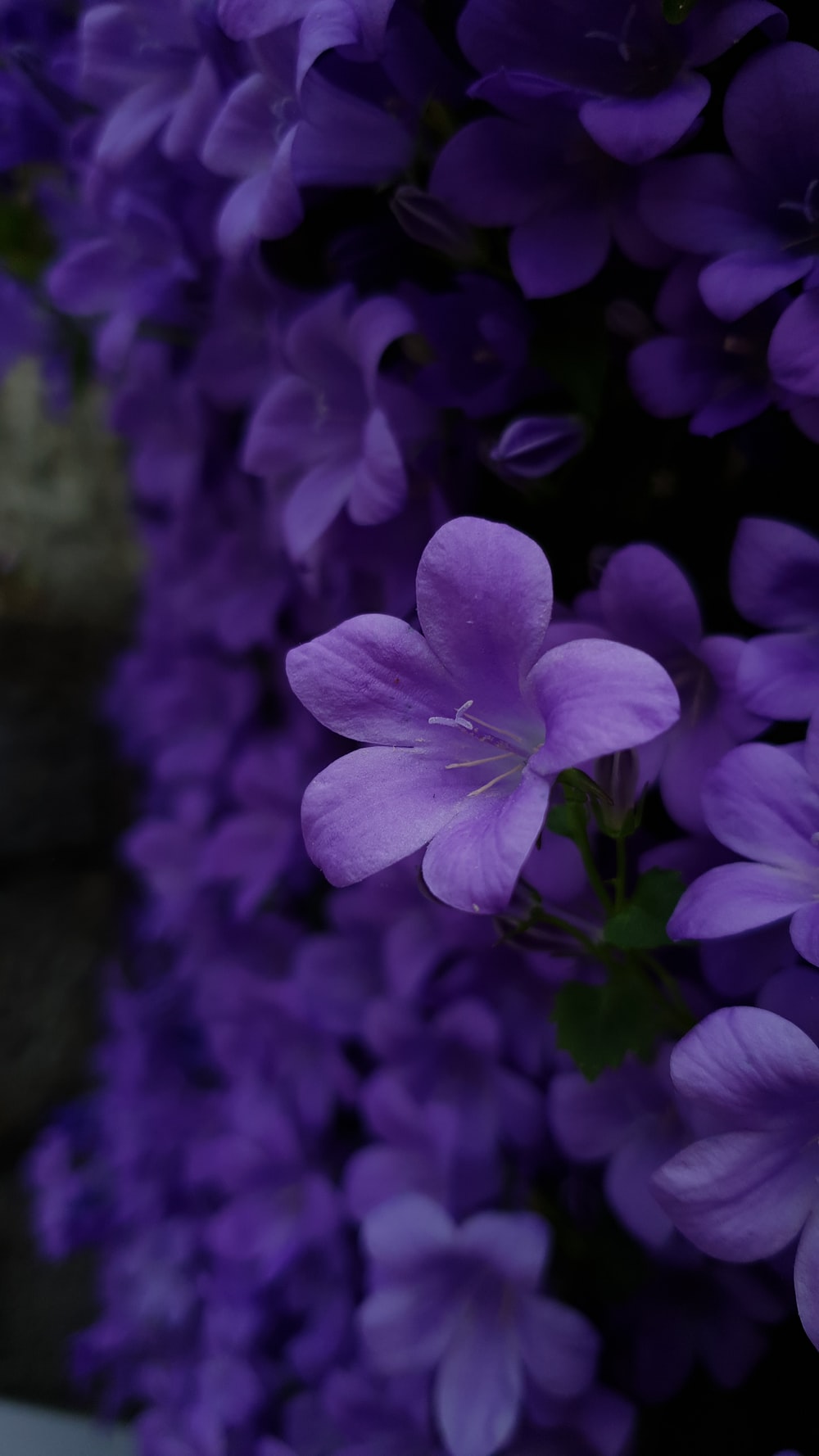 Purple Flowers Aesthetic Wallpapers