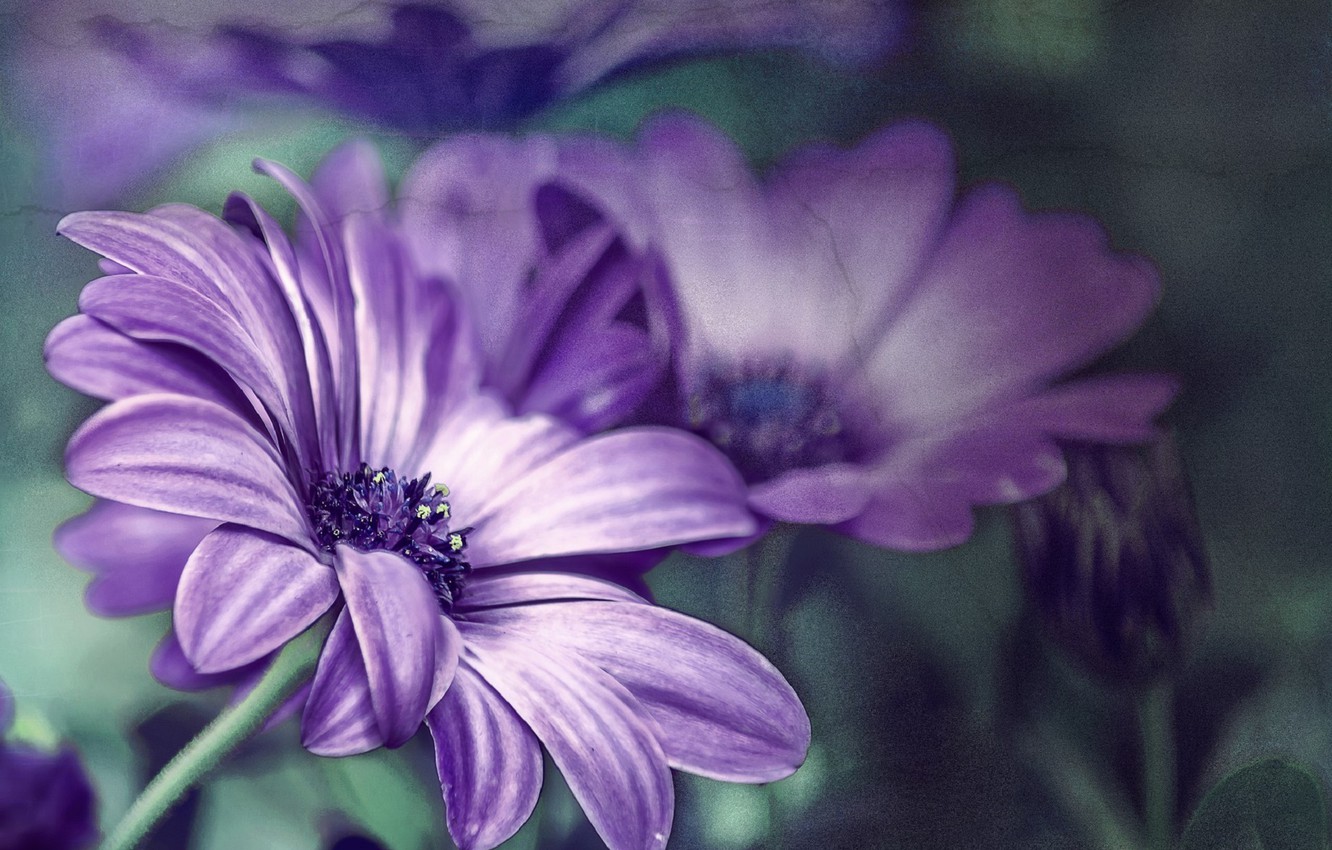 Purple Flowers Aesthetic Wallpapers