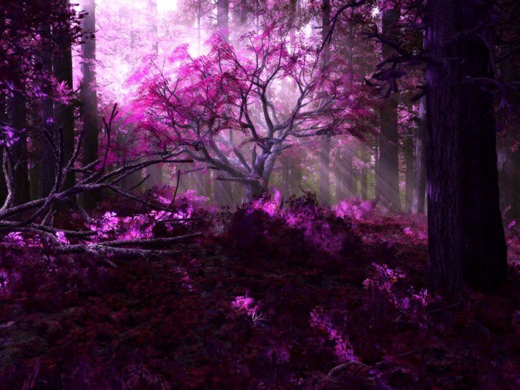 Purple Forest Wallpapers