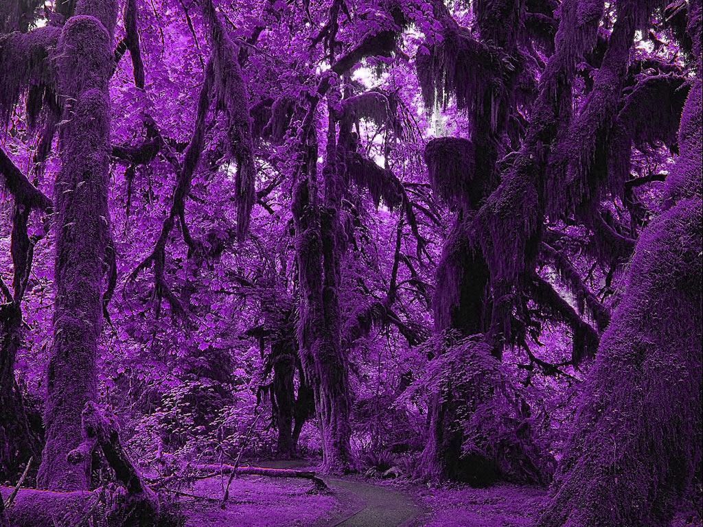 Purple Forest Wallpapers