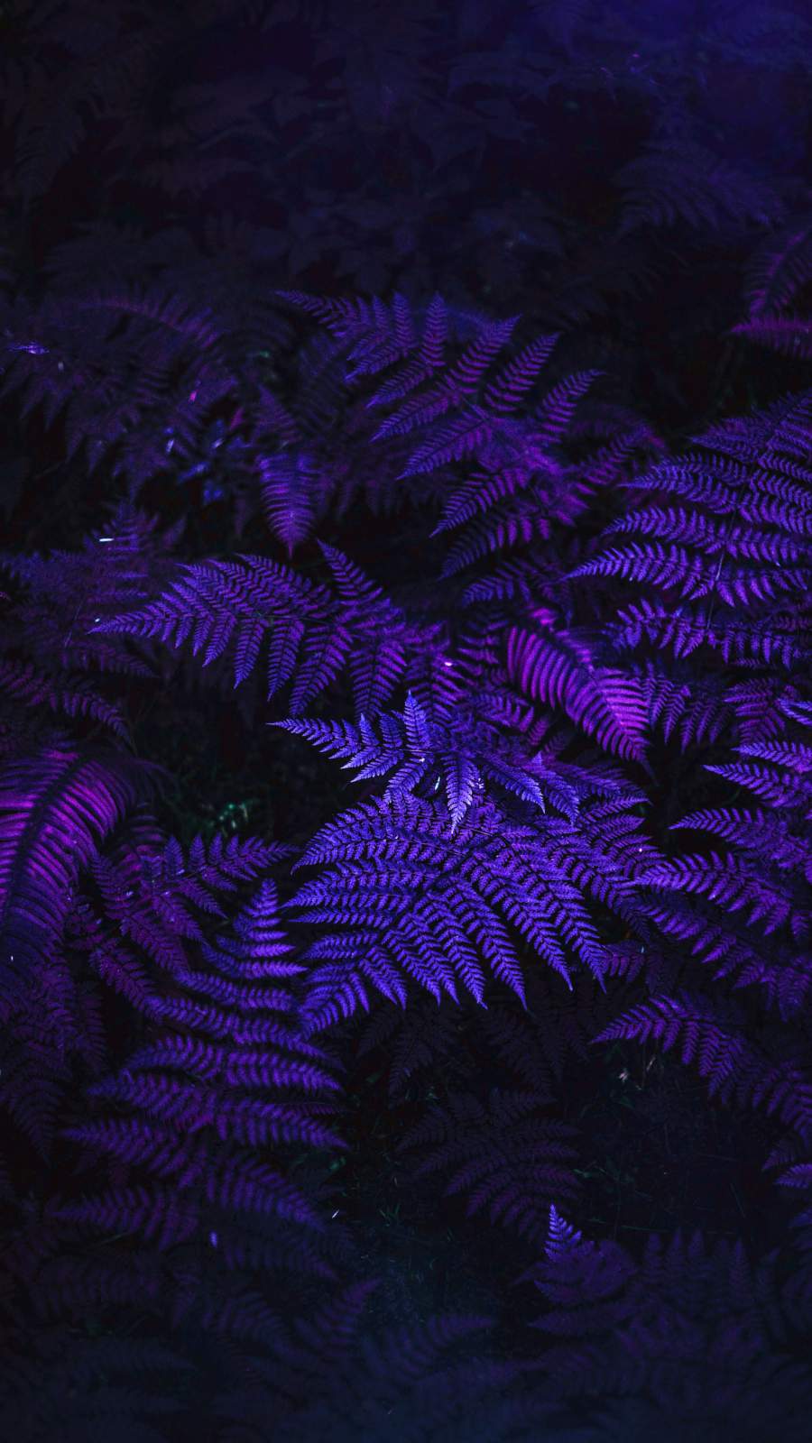 Purple Forest Wallpapers